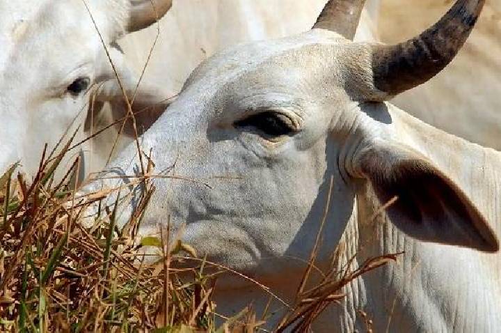 União Europeia veta compra de carne brasileira a partir de setembro