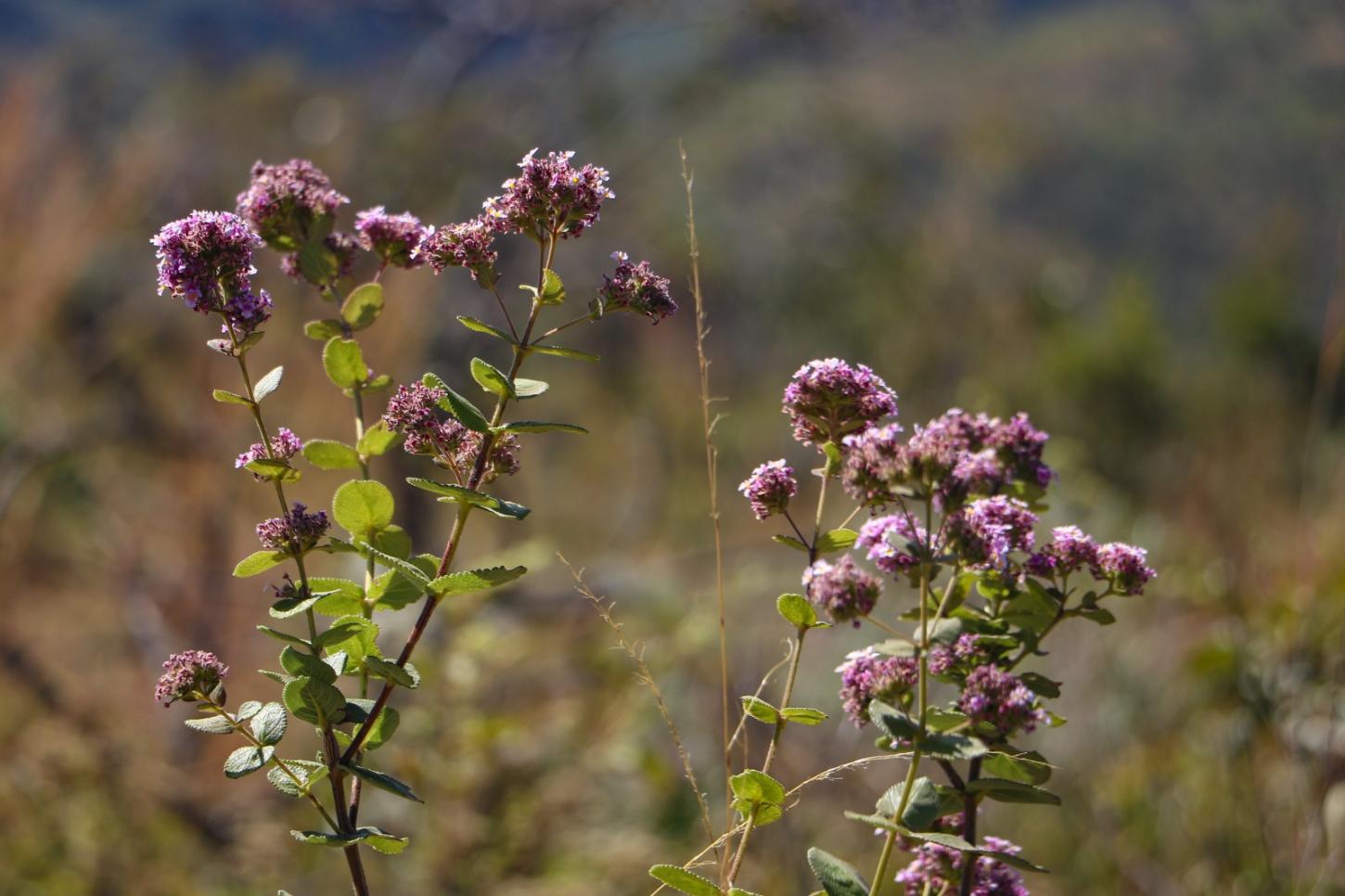 Distrito Federal registra redução histórica de 95,1% no desmatamento do Cerrado em 2024