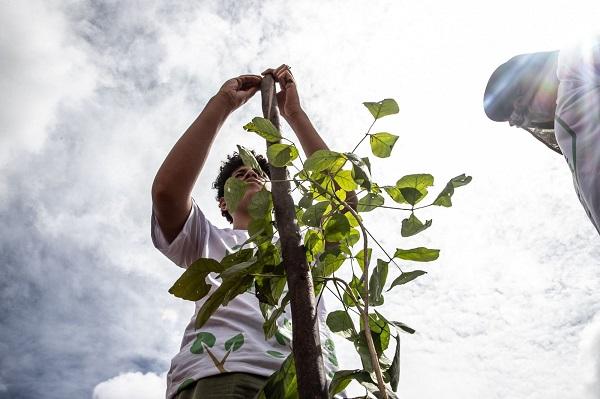 Sema-DF consolida 2025 como um marco na proteção do Cerrado e na liderança climática do Distrito Federal