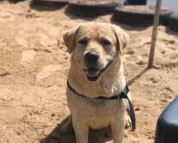 Marley desaparecido: família faz apelo emocionado por cachorro que sumiu na Orla do Lago Paranoá