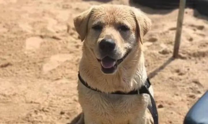 Marley desaparecido: família faz apelo emocionado por cachorro que sumiu na Orla do Lago Paranoá